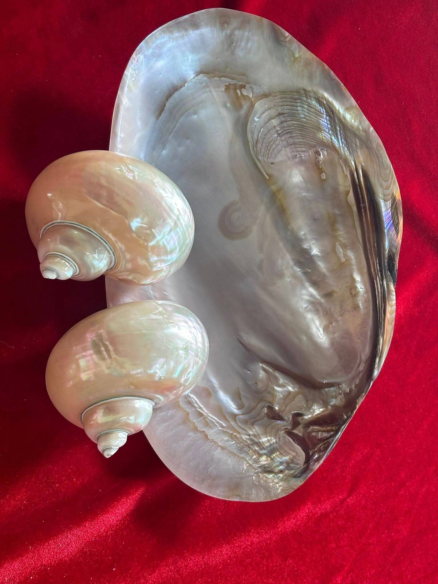 Mother-of-Pearl Shell Plates: Vietnam’s Natural Luxury Tableware for Global Markets