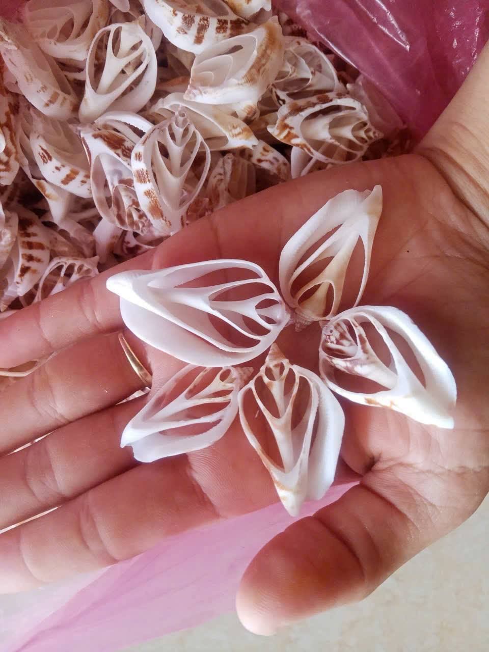 Seashell Accessories: Vietnam’s Coastal Treasures in Global Fashion & Decor