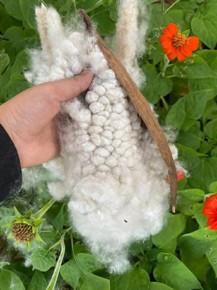 Natural Kapok Fiber: Vietnam’s Sustainable “Silk Cotton” to the World