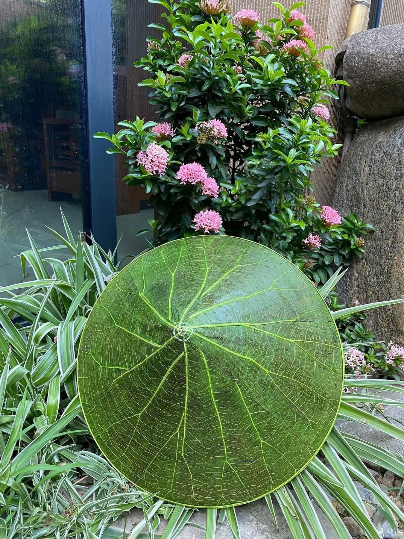 Vietnam’s Lotus Leaf Conical Hats: A Unique Fusion of Tradition and Sustainable Fashion for Global Markets