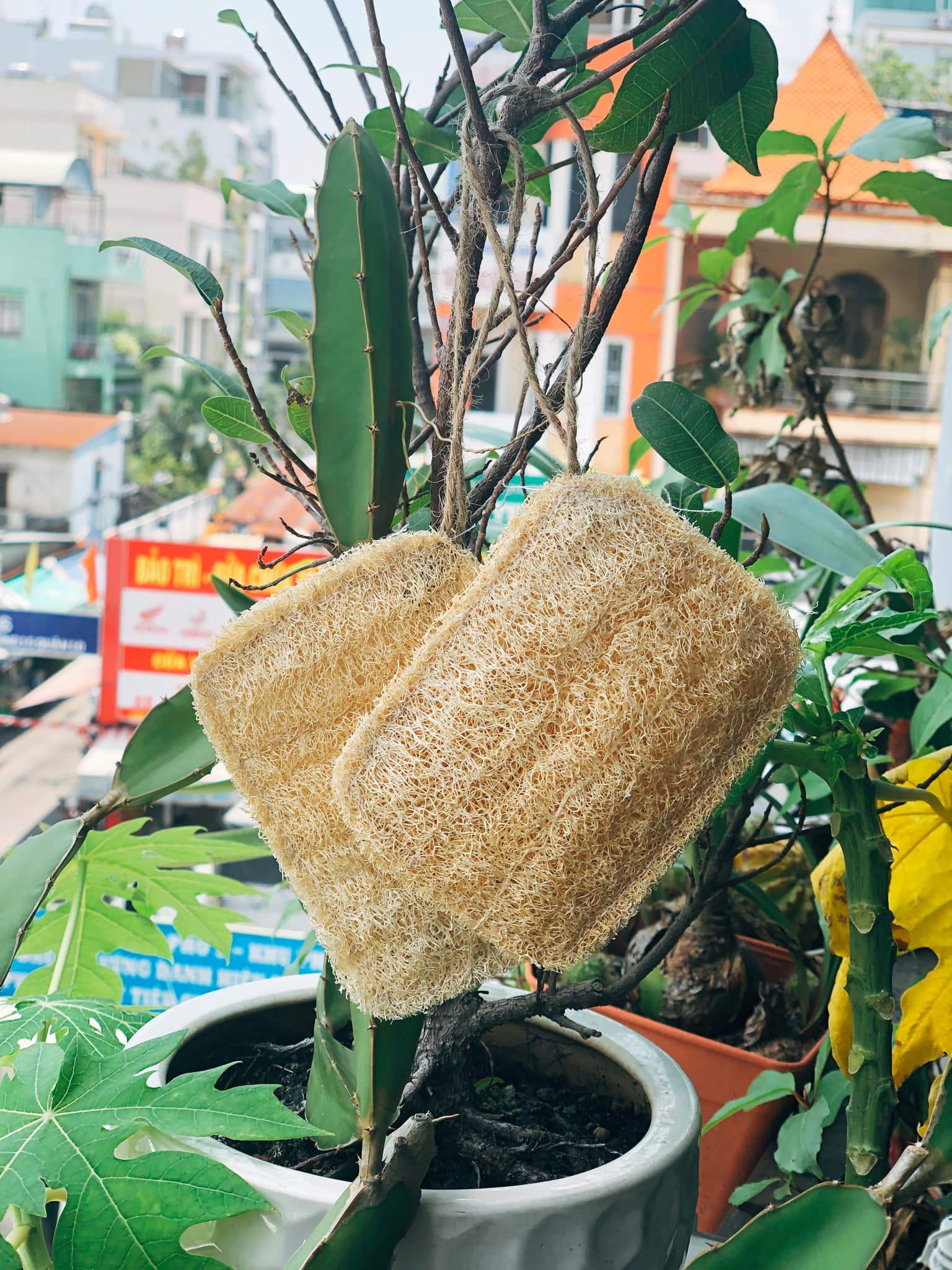 Vietnamese Loofah Sponges: Natural, Multi-Purpose Products for Global Sustainable Living