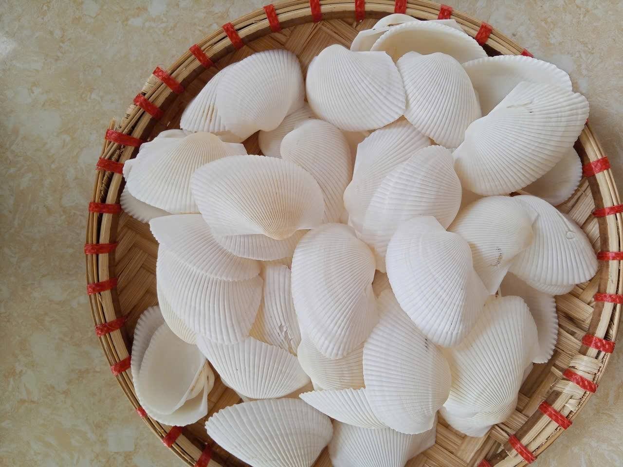 Seashell Accessories: Vietnam’s Coastal Treasures in Global Fashion & Decor