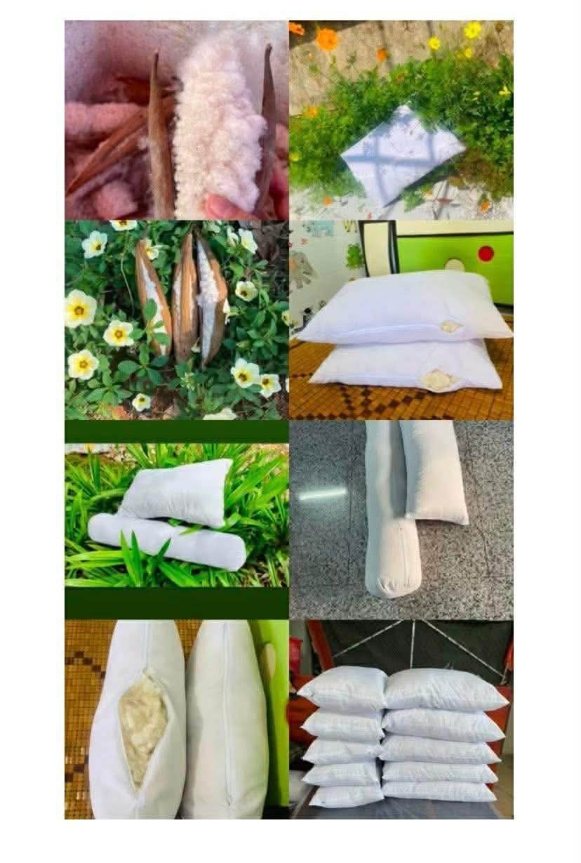 Natural Kapok Fiber: Vietnam’s Sustainable “Silk Cotton” to the World