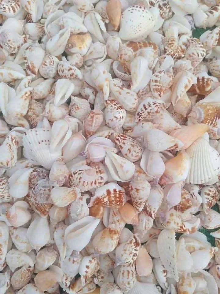 Seashell Accessories: Vietnam’s Coastal Treasures in Global Fashion & Decor