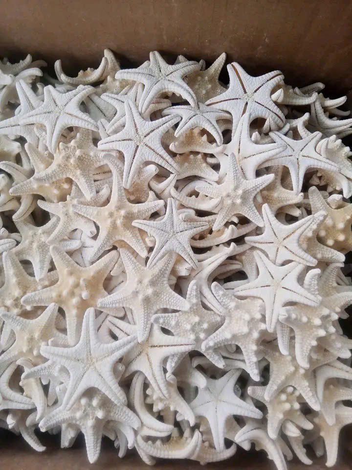 Seashell Accessories: Vietnam’s Coastal Treasures in Global Fashion & Decor