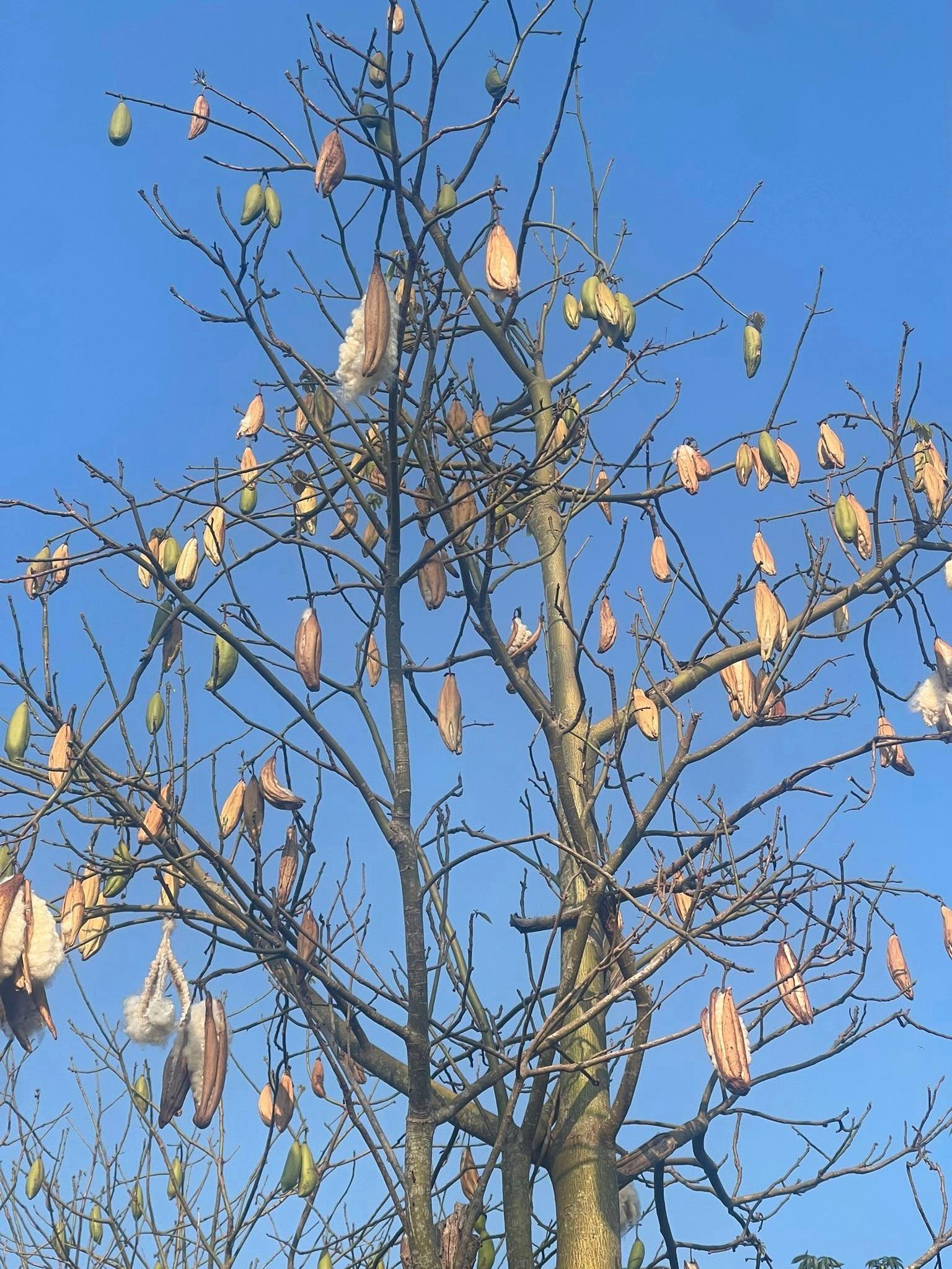 Natural Kapok Fiber: Vietnam’s Sustainable “Silk Cotton” to the World